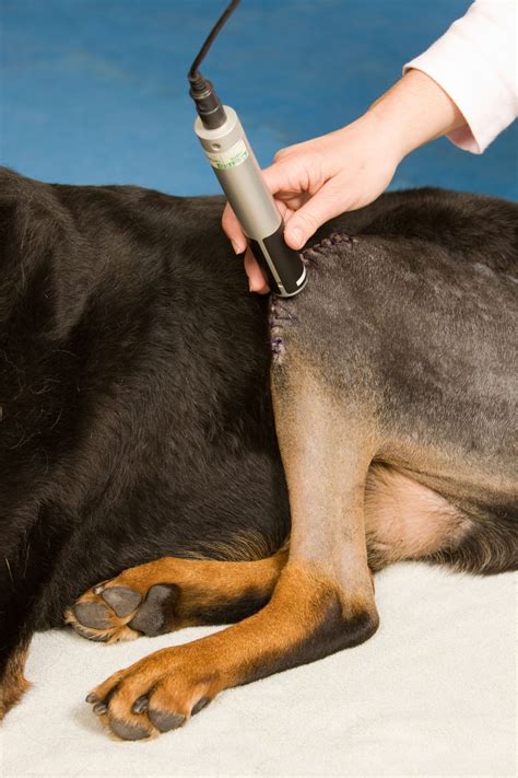 tear therapy for dogs